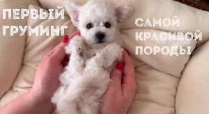 Первый домашний груминг для самых маленьких щенков бишон фризе, основные правила.