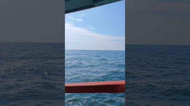 кит касатка у берегов Бангкока смотреть онлайн