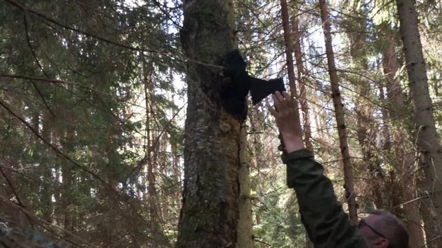 Охотники за чагой