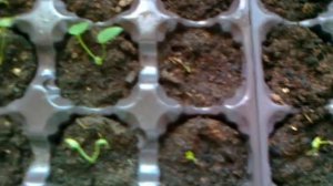 Новозеландский дельфиниум Выращивание из семян.