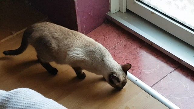 Кошка просит кота смотреть онлайн