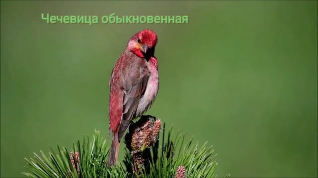 Птицы России на буквы "Ч" и "Щ". Часть 20 и 21. смотреть онлайн
