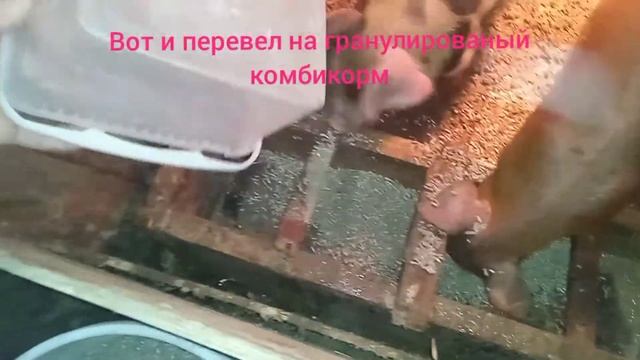 Как приучить поросят к сухому комбикорму! смотреть онлайн