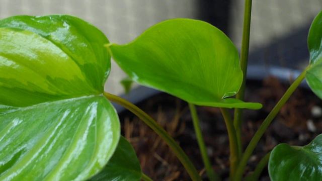 Homalomena Variegated 22/6/2564