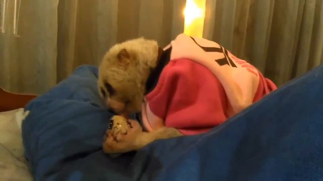 Ларик ест смотреть онлайн