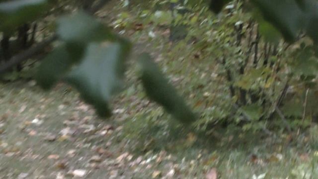 2. Дмитрий Степанович, Фёдор Тютчев. Есть в осени первоначальной (Квартет-канон). Voci di ricci.mov