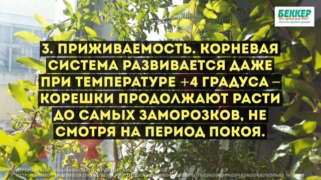 Что сажать осенью: плодовые, ягодные, декоративные смотреть онлайн