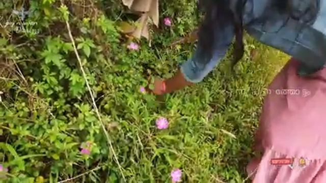 Zero cost hanging plant hunting /creeping melestoma hunting /spanish shawl/കലമ്പെട്ടി смотреть онлайн