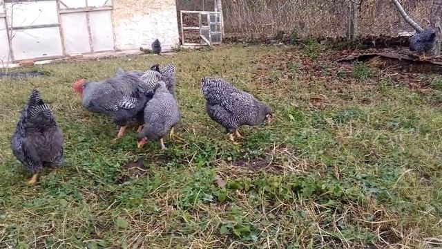 Плимутрок полосатый, декабрь 2017 смотреть онлайн