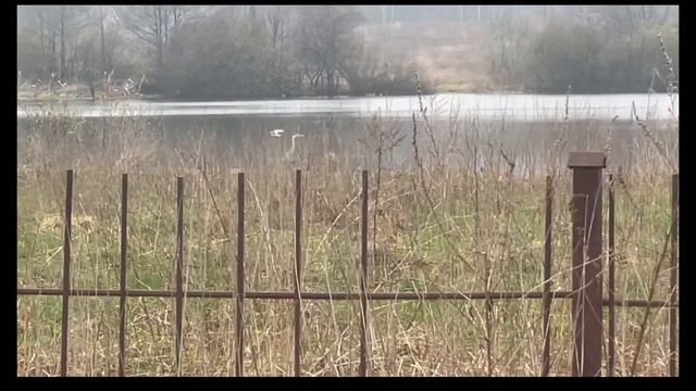 Цапля в Подмосковье