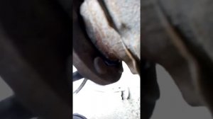 Смазка передней ступицы нисан патфайндер