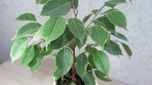 Как поливать фикус Бенджамина и нужно ли опрыскивать водой #комнатныерастения#фикусбенджамина