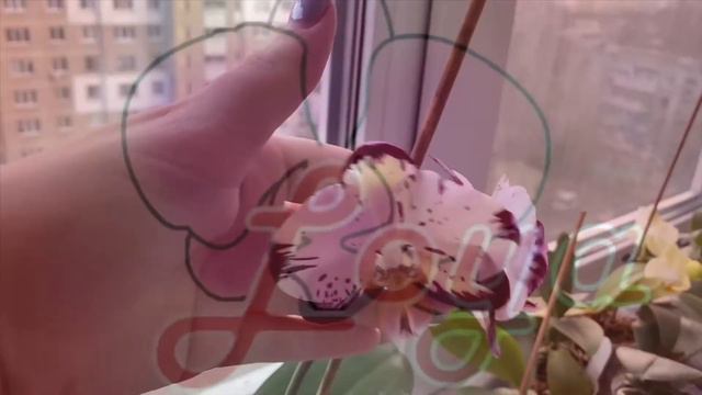 Орхидея Ever spring prince orchid смотреть онлайн