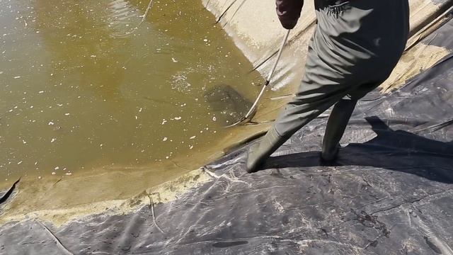Очистка пруда из пленки своими руками. Часть 1. Откачиваем воду. Отлавливаем рыбу. Моем пленку. смотреть онлайн