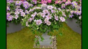 КАРЛИКОВЫЕ клематисы  для контейнеров на весну  2021 г. Новинки-ХОТЕЛКИ  для сада.