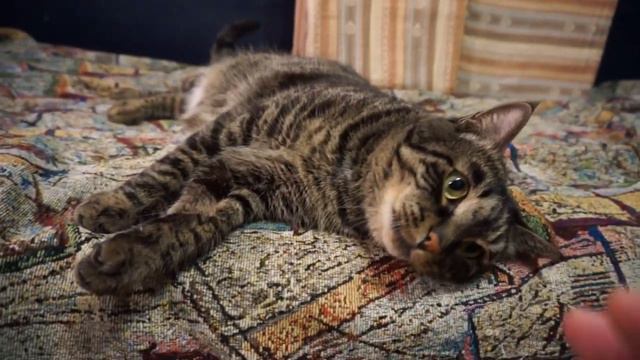 Учу кота говорить! Teaching the cat to talk!))) смотреть онлайн