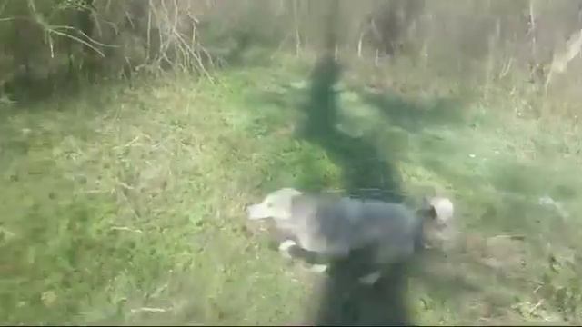 🤗Прогулка по Волшебному Лесу. Часть 1. #Макляк. смотреть онлайн