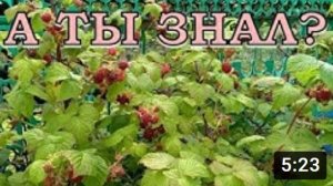 Особенности ухода за РЕМОНТАНТНОЙ МАЛИНОЙ