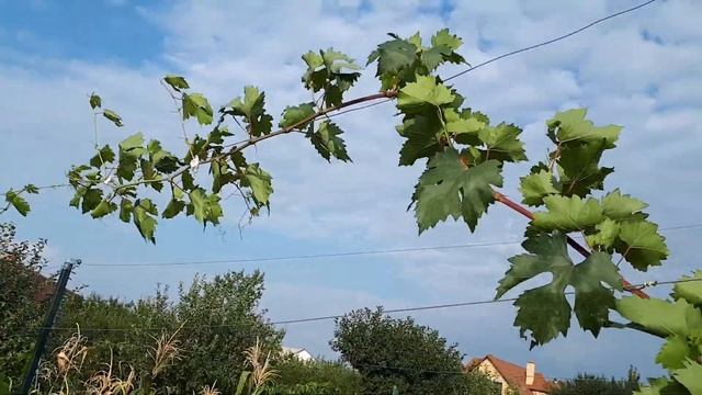 виноград Софа, второй год. Белгород. 26 авг. 2021 смотреть онлайн