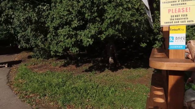 ВЛОГ 39. Гуляю по Крестовскому острову, Кормлю белок с рук. Первые желтые листья . смотреть онлайн