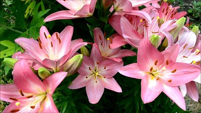 Лилия розовая. Видео обильного цветения розовой лилии смотреть онлайн