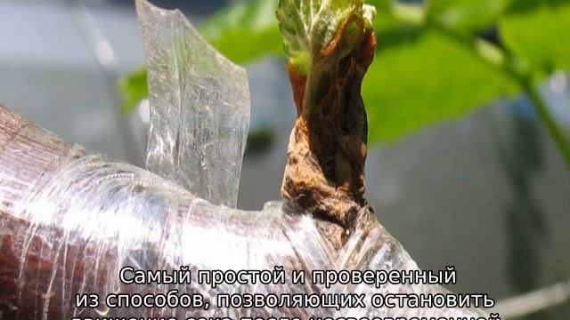 Виноград плачет после обрезки что делать