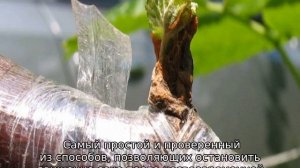 Виноград плачет после обрезки что делать