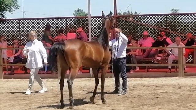 Валь Гардена 2020г.р. SS GRISHA–Венария Терск. Шоу арабских лошадей IX Восходящая звезда Терска смотреть онлайн