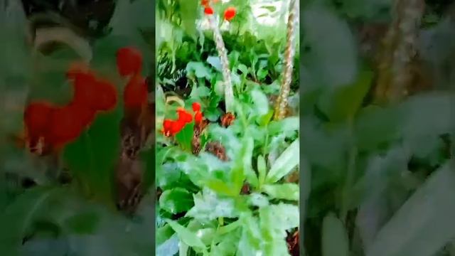 Cherry Garden | fruit garden || смотреть онлайн