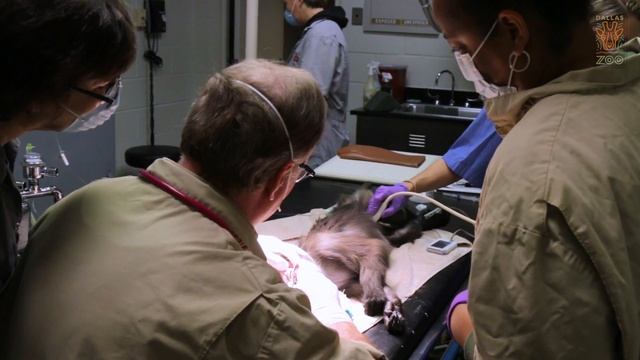 Animal Hospital Tour | Inside the Zoo: Hospital, Ep. 1 смотреть онлайн