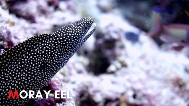 ABC Fish for Kids | Names of Fish for Children | Learn the Alphabets with Sea and River Animals/Fis смотреть онлайн