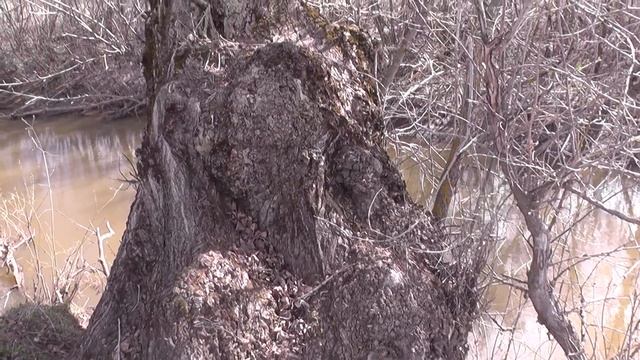 В поисках капов. Капы под самым носом