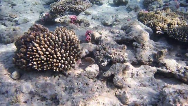 Мурена белая (перечная), Weisse Muräne ...DSCF6012 смотреть онлайн