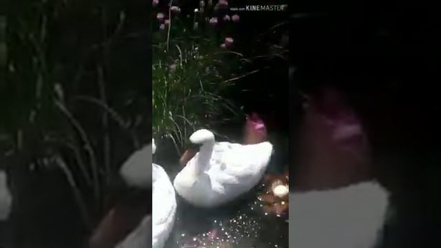 ПОЕХАЛИ НА ДАЧУ)) смотреть онлайн