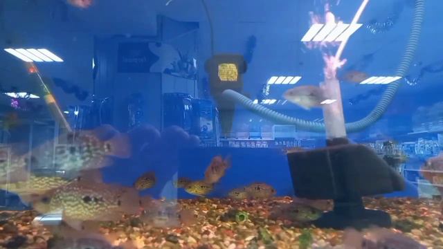 ЗООМАГАЗИН 《ЖИВОЙ МИР》 смотреть онлайн