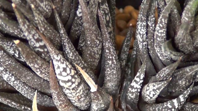 Haworthia attenuata cv 'crazed glaze' смотреть онлайн