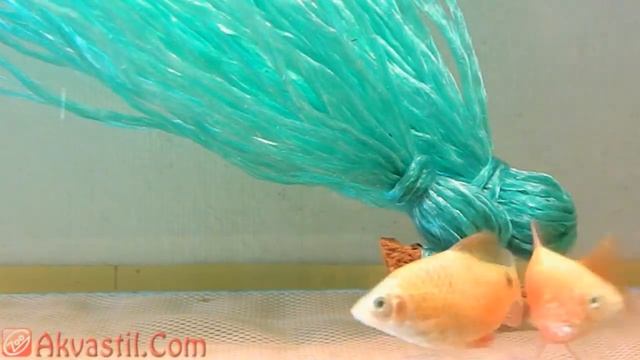 Огненный Барбус Золотая форма. Аквариумные рыбки. Аквариумистика. смотреть онлайн