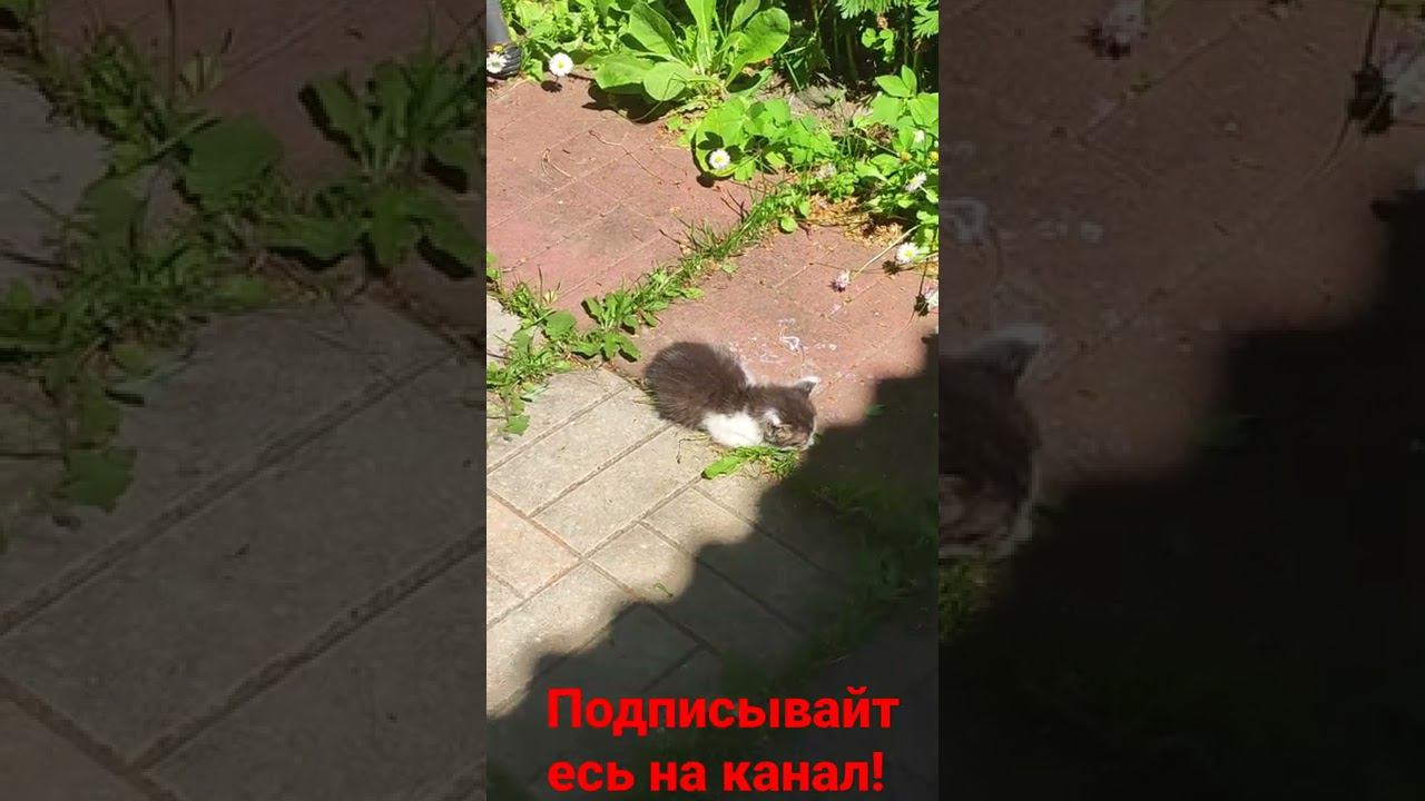 Котëнок и солнышко! смотреть онлайн