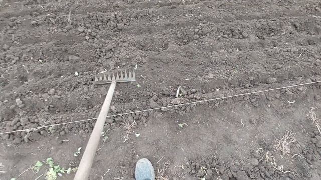 Осенняя посадка чеснока смотреть онлайн