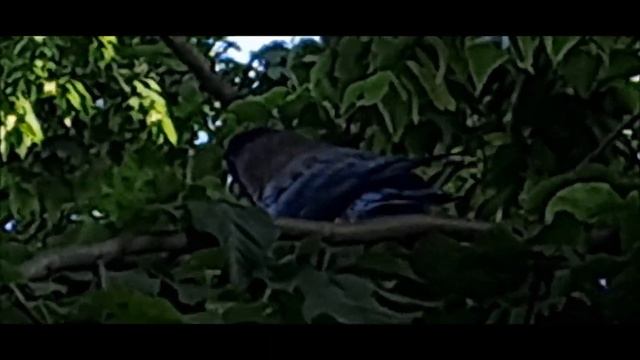 НУ ВОТ ОПЯТЬ ЭТИ ВОРОНЫ ЖИТЬЯ ОТ НИХ НЕТ смотреть онлайн