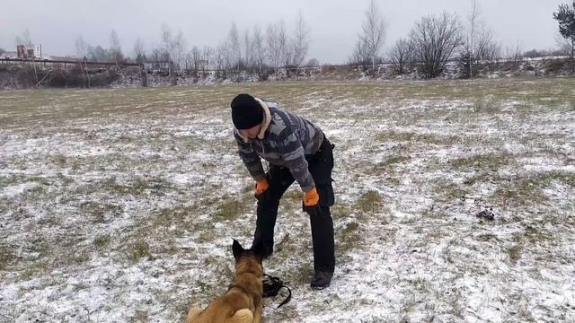Дрессировка собак команда Место и возврат на Место. смотреть онлайн
