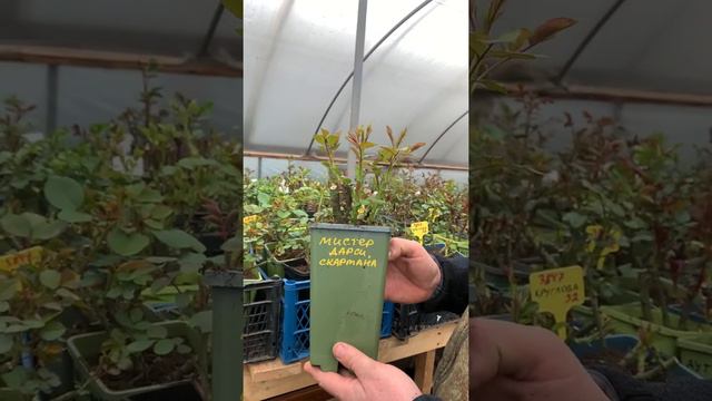 Совет от питомника maryroses.ru смотреть онлайн