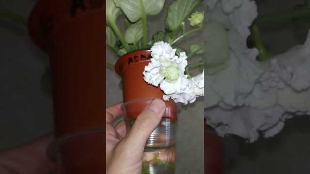 #фиалки смотреть онлайн
