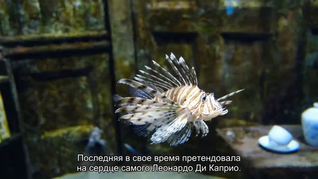 Как выглядят самые известные и красивые немки смотреть онлайн