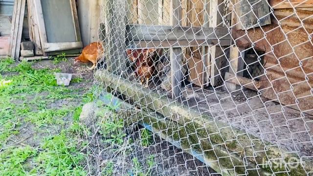 Купили Курочек 🐔 смотреть онлайн