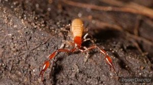 22 выпуск. Ложноскорпион. Самый выживаемый. Влог о животных.