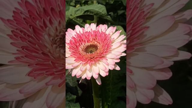 #beautifulflowers #gerbera #Gerbera Jamesonii #nature #trending #shortsvideo #viralvideo смотреть онлайн