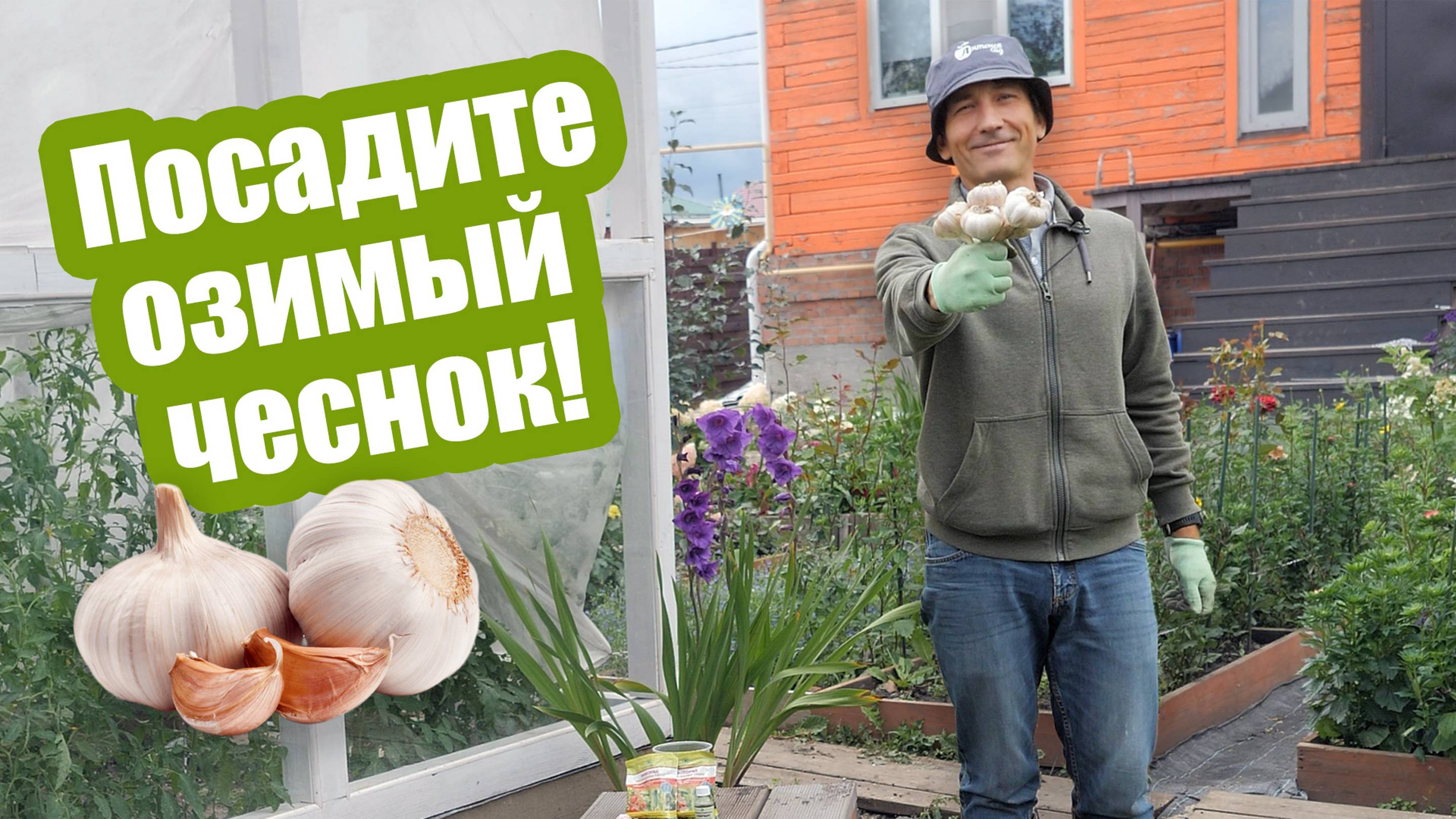 Когда сажать ЧЕСНОК ОСЕНЬЮ Все особенности посадки чеснока под зиму смотреть онлайн