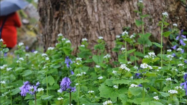 Rfhnbyrb Картинки рисовала некоторые сама смотреть онлайн