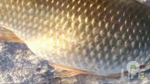 Где искать карася зимой